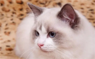 最适合家养的猫排名