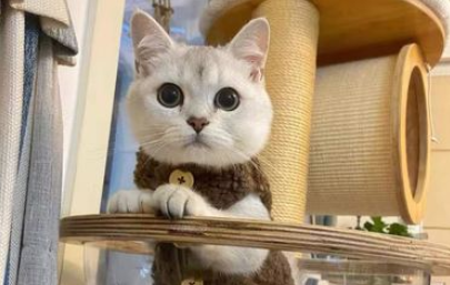 猫打完缩宫素多久有反应啊