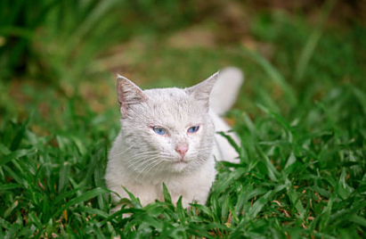 猫一边脸肿大包硬的