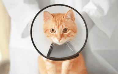 猫咪外伤感染化脓用什么药最好 猫咪外伤感染化脓用什么药最好