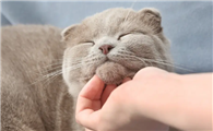 猫为什么喜欢被挠下巴?铲屎官快来看