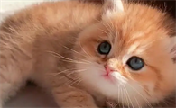奶猫呼吸有泡泡声怎么办