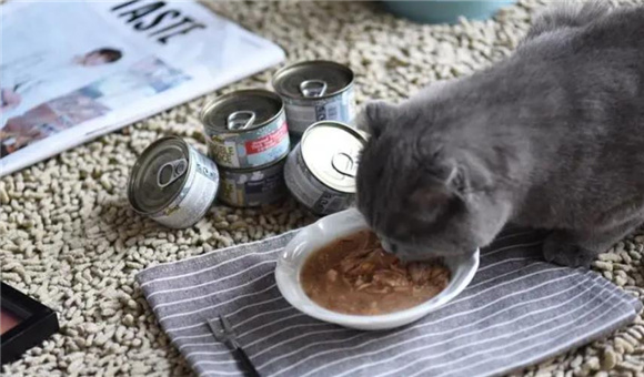 猫罐头多久喂一次 猫罐头多久喂一次