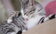 猫鼻支会传染猫吗