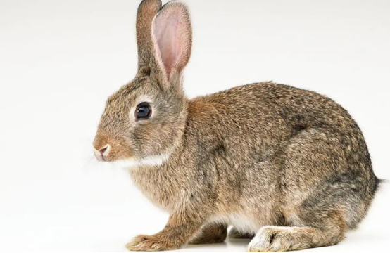 豫丰黄兔跟比利时兔哪个好?对比一下就知道了