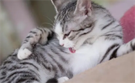 用什么治猫身上的跳蚤最有效