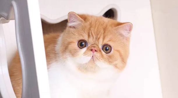 加菲猫对主人忠诚吗?来了解一下吧 加菲猫对主人忠诚吗?来了解一下吧