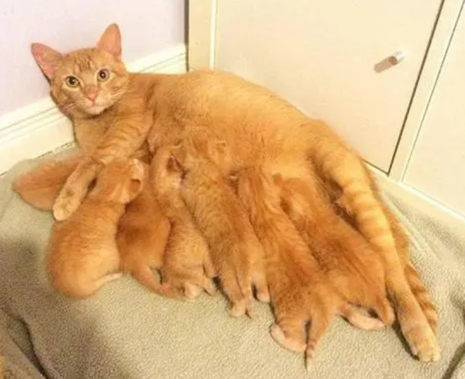 怀孕的猫会不会孕吐 怀孕的猫会不会孕吐