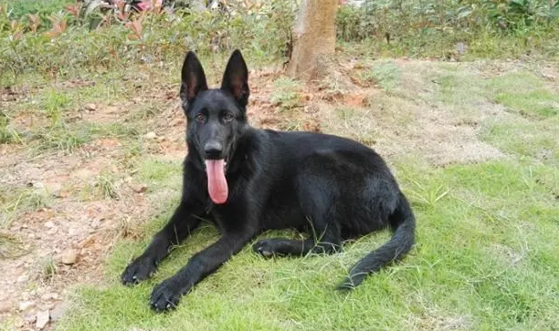 黑马犬是怎么培育出来的?想知道的看过来 黑马犬是怎么培育出来的?想知道的看过来