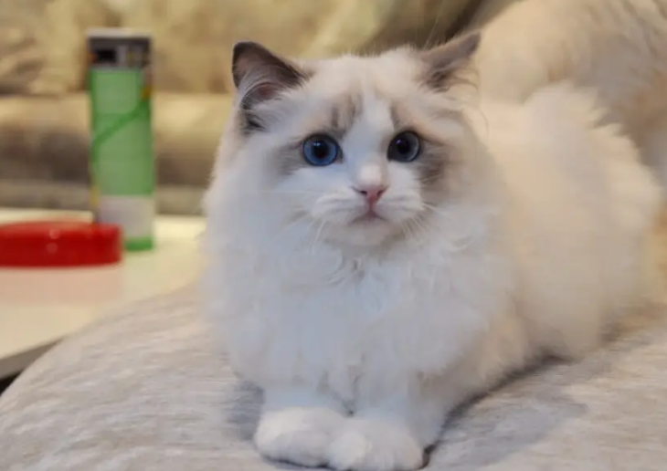 世界上唯一喜欢游泳的猫,你知道是什么吗 世界上唯一喜欢游泳的猫,你知道是什么吗