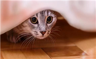 猫拉肚子怎么回事