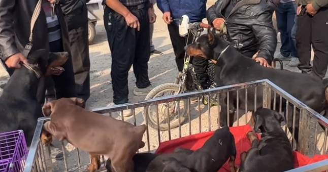 大叔带着数万买的杜宾到狗市炫耀,网友:血统不明,500就不错了 大叔带着数万买的杜宾到狗市炫耀,网友:血统不明,500就不错了