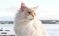 猫身上挤出白色油脂是什么