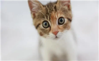 猫砂盆有蛆对猫有影响吗