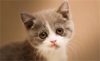 猫咪能吃巧克力吗