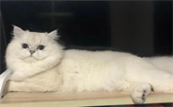 小猫眼眶红了一圈怎么办