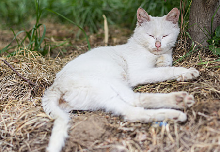 猫咪喜欢随地躺是什么原因造成的