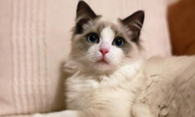 双血统布偶猫价格多少钱一只 双血统布偶猫价格多少钱一只