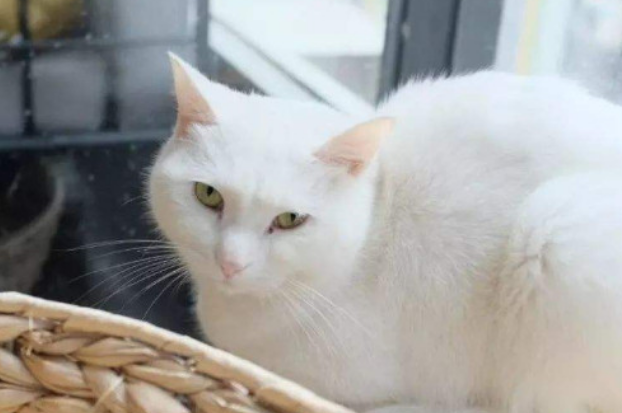猫咪可以吃芒果吗