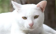 母猫尿血是因为什么原因