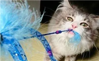 猫被跳蚤咬了擦什么药好得快