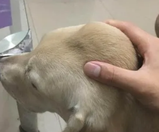 狗腹部皮下有大包怎么治疗