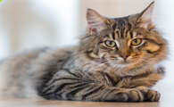 猫皮肤感染用什么药