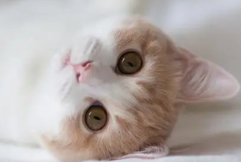 猫咪到了新环境一直叫怎么回事?来这了解下吧! 猫咪到了新环境一直叫怎么回事?来这了解下吧!