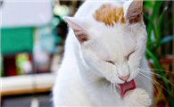 猫咪不拉屎怎么办