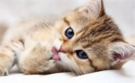 猫咪毛球症有什么症状怎么治疗