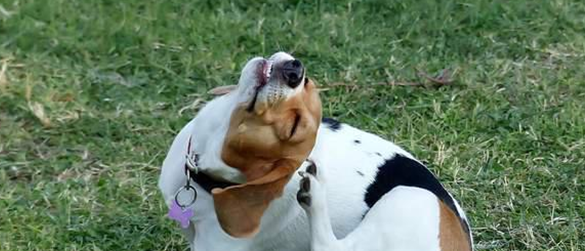 狗狗经常挠耳朵怎么办？快来get一下方法