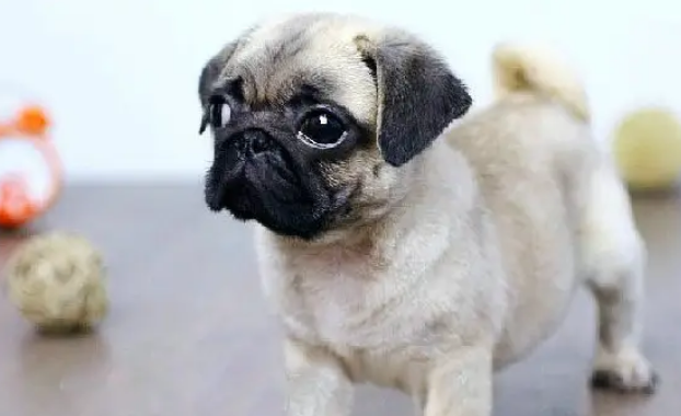 巴哥犬吐了是怎么回事
