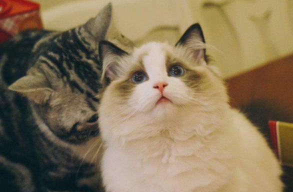 猫怀孕几个月生产