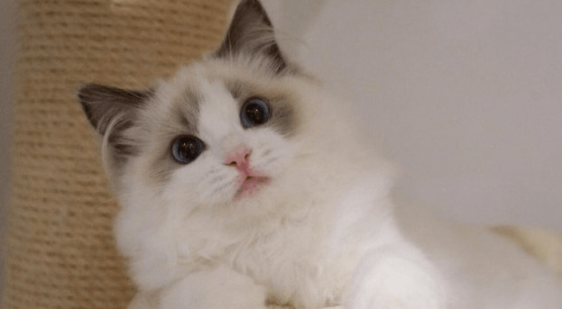 布偶猫属于什么档次的猫 布偶猫属于什么档次的猫