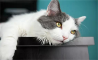 猫突然之间吐了是怎么回事