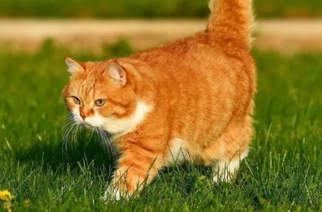 猫怀孕多少天生小猫 猫怀孕多少天生小猫