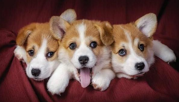 柯基算什么型的犬种？看完这篇文章，你们就知道了