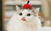 猫咪吐了是怎么回事该怎么解决