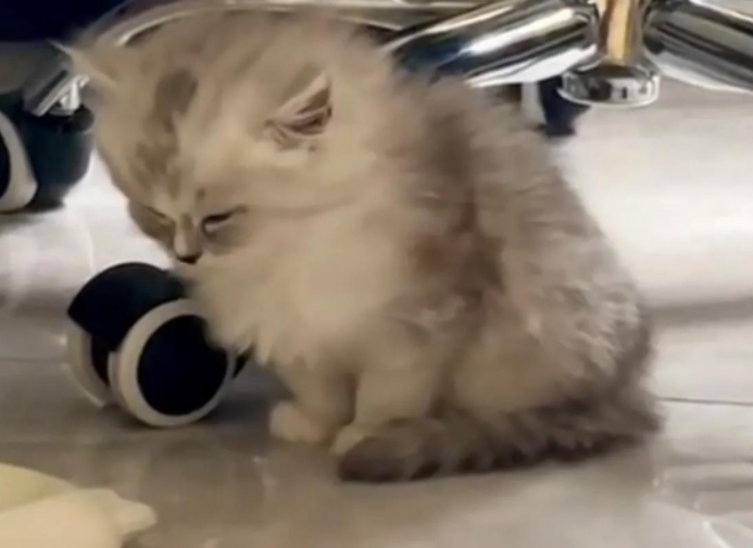 猫咪实在太困!坐着睡着全过程网友直呼实在太可爱了 猫咪实在太困!坐着睡着全过程网友直呼实在太可爱了