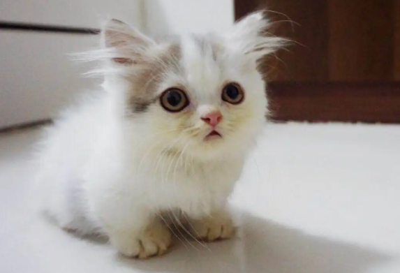 矮脚猫多少钱一只?价格贵不贵? 矮脚猫多少钱一只?价格贵不贵?