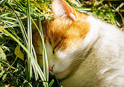 小猫多大开始打第一针 小猫多大开始打第一针