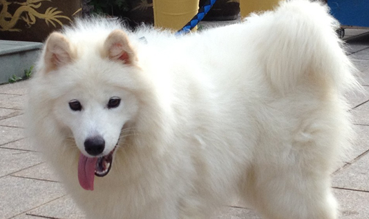 神犬小七里的小雪是什么品种的狗狗? 神犬小七里的小雪是什么品种的狗狗?