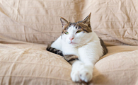 猫咪眼睛流脓