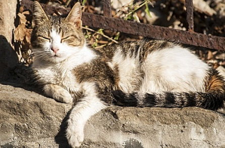 猫的怀孕表现是什么 猫的怀孕表现是什么