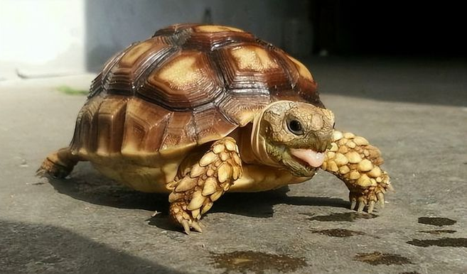 12年男子捡到“乌龟”，养了7年发现异常，警方赶到将乌龟带走