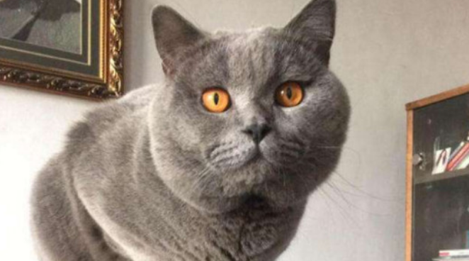 蓝猫折耳好还是立耳猫好?新手朋友们来看看 蓝猫折耳好还是立耳猫好?新手朋友们来看看