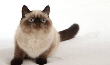 猫鼻支是什么症状 猫鼻支是什么症状
