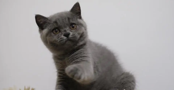 英短蓝猫的缺点和优点，你们知道吗？