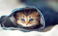 没睁眼的小猫眼睛肿了还流脓怎么办