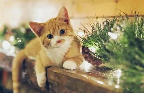 一个多月小奶猫可以吃鸡胸肉吗